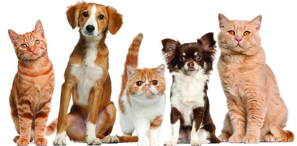 Доска объявлений о животных | ЗооТом - продажа, вязка и услуги для животных в Грязовце