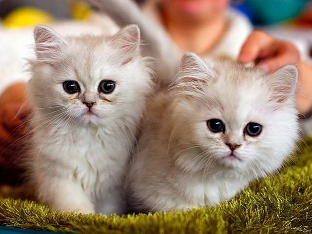 Породы кошек в Грязовце | ЗооТом портал о животных