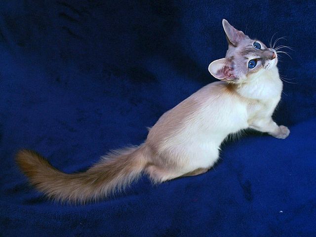 Выведенные породы кошек в Грязовце | ЗооТом портал о животных