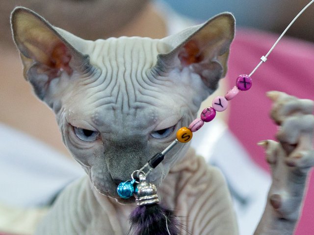 Выставки кошек в Грязовце | ЗооТом портал о животных