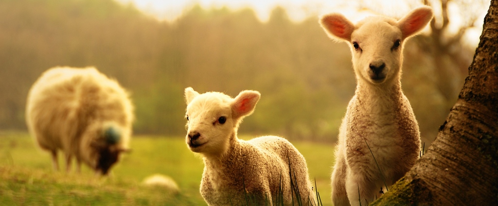 Объявления о сельскохозяйственных животных | ЗооТом - продажа, вязка и услуги для животных в Грязовце