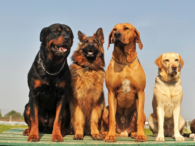 Крупные породы собак в Грязовце | ЗооТом портал о животных