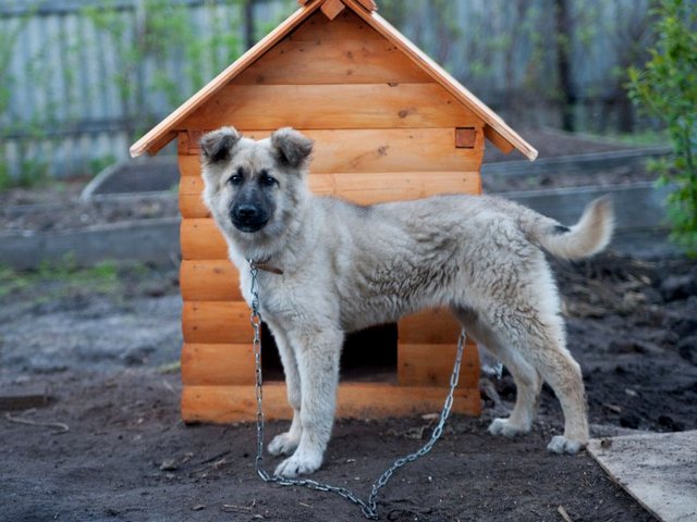 Все о собаках в Грязовце